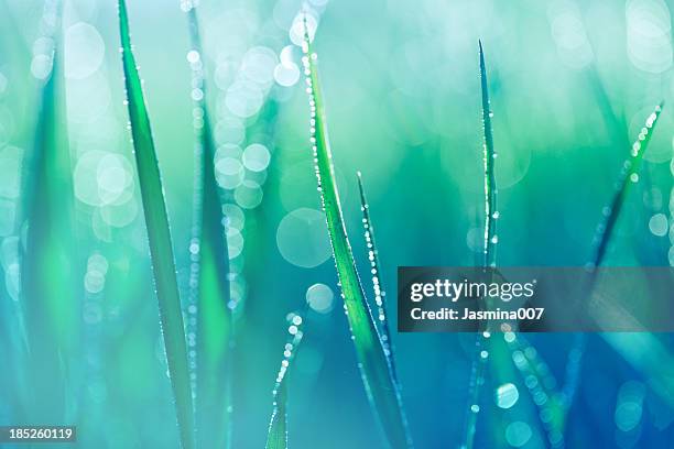 frische frühling gras mit wassertropfen - blades of grass stock-fotos und bilder