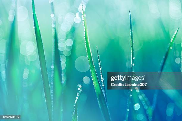 fresh spring grass with water drops - blue condensation stock pictures, royalty-free photos & images