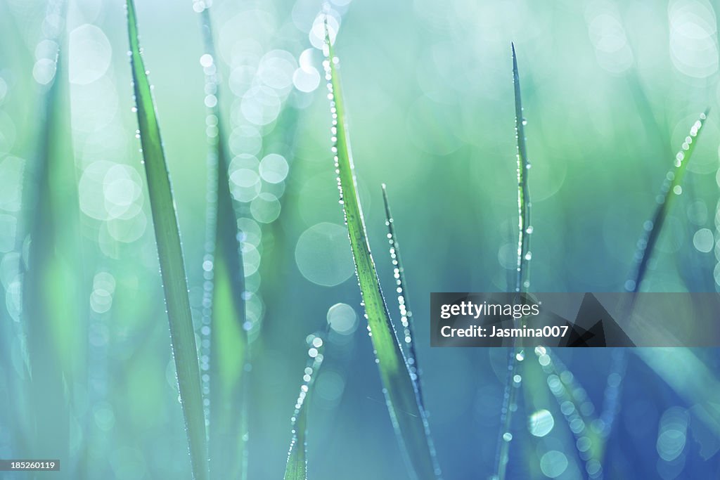 Fresh spring grass with water drops