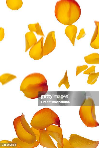 falling rose petals. - flower petals stock pictures, royalty-free photos & images