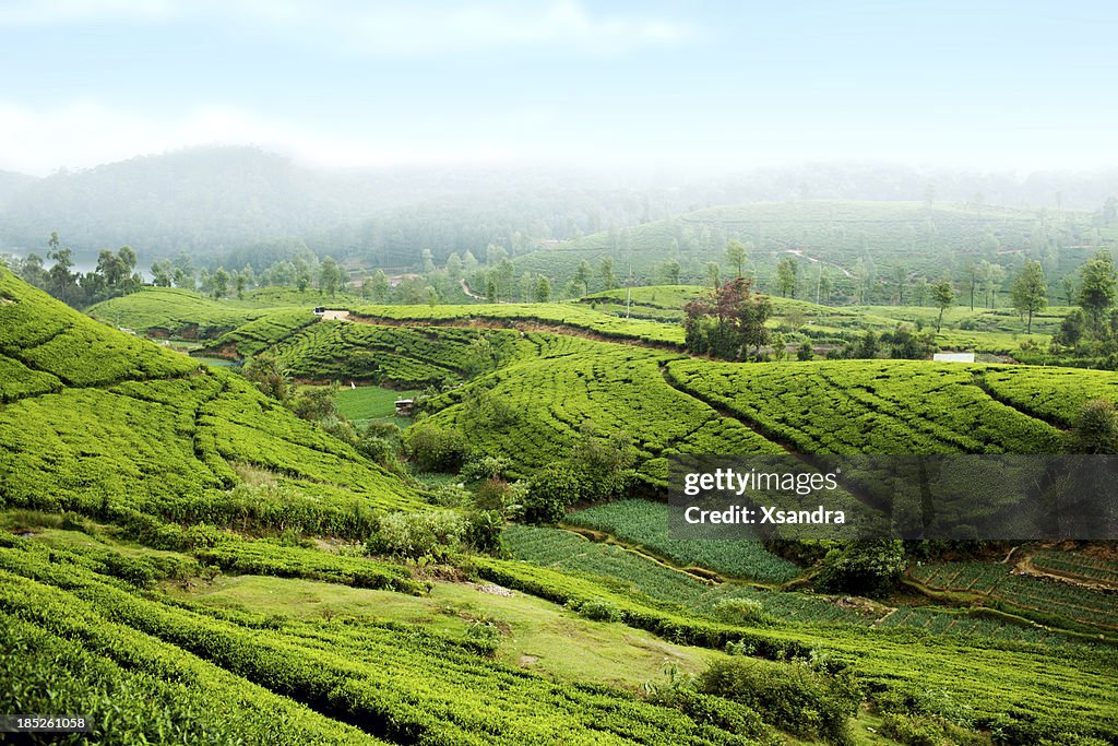 Teeplantage auf Sri Lanka