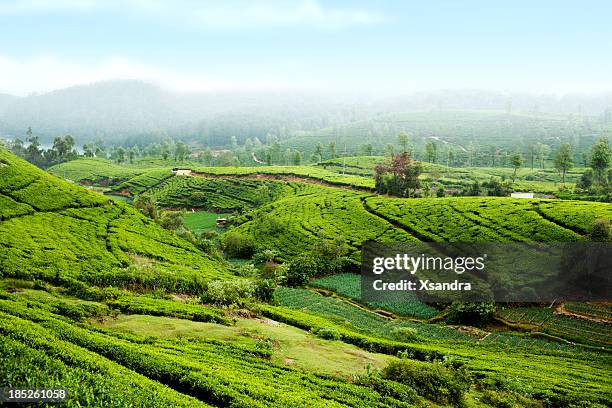 tea plantation in sri lanka - nuwara eliya stock pictures, royalty-free photos & images
