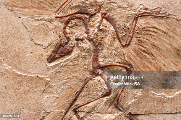 primeval bird - dinosaur bones stock pictures, royalty-free photos & images