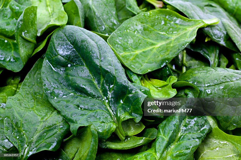 Closeup of fresh wet green spinach leaves