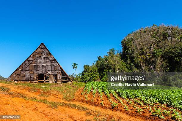 el tabaco plantation, cuba - viñales cuba fotografías e imágenes de stock