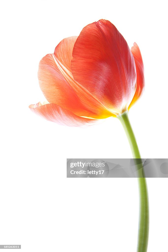 Red tulip