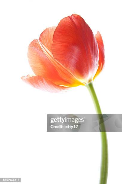 red tulip - tulips stockfoto's en -beelden