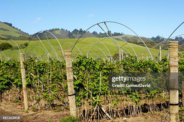 Purple Raspberry Canes 20 Raspberry Canes Stock Photos, High-Res Pictures, and Images - Getty ...