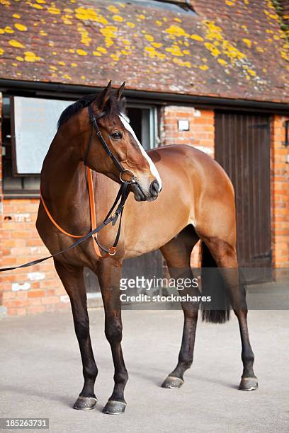 national hunt steeplechaser - caballo de pura raza fotografías e imágenes de stock