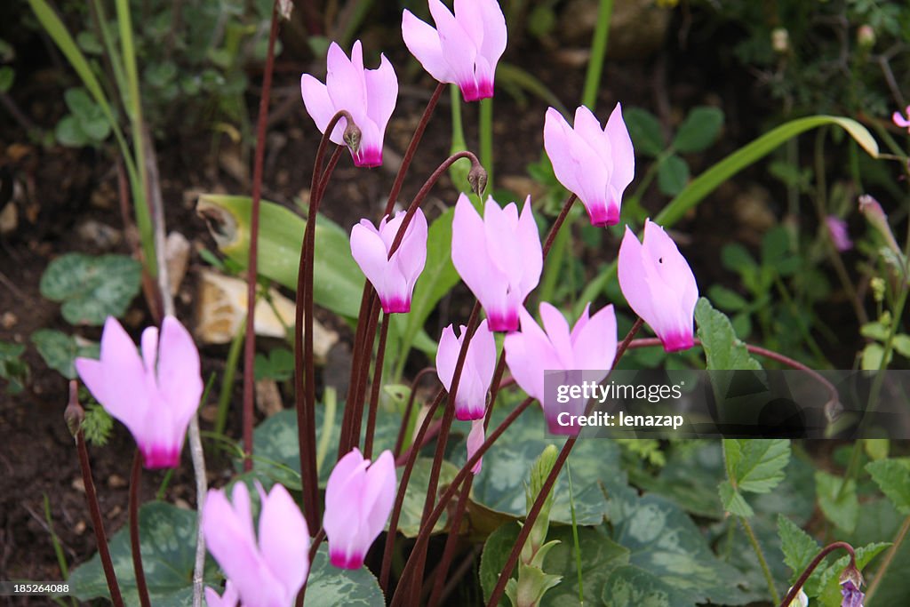 Cyclamen flowers in the spring forest