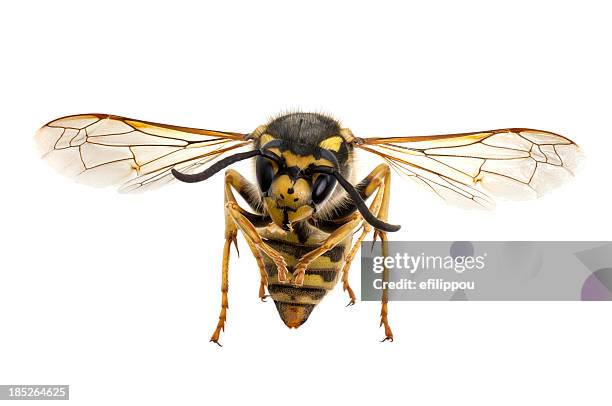 ハチのクローズアップ - wasps ストックフォトと画像
