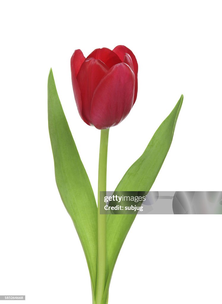 Tulip