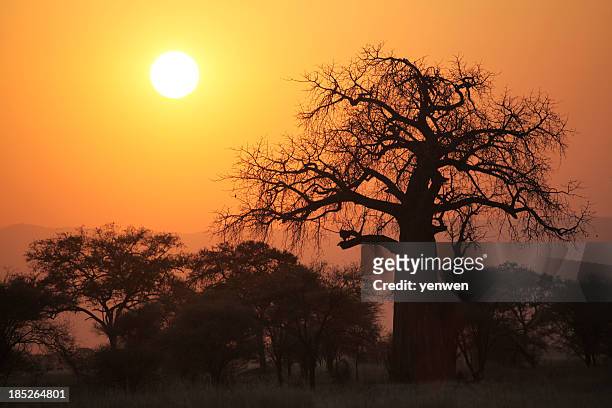 silhouette of baobab tree at sunset - tarangire national park stockfoto's en -beelden