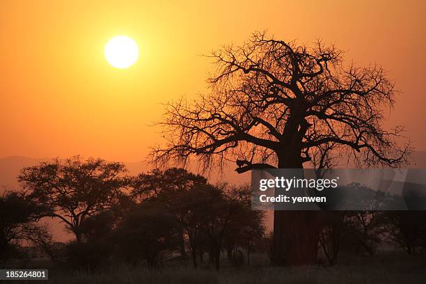 silhouette of baobab tree at sunset - tarangire national park 個照片及圖片檔