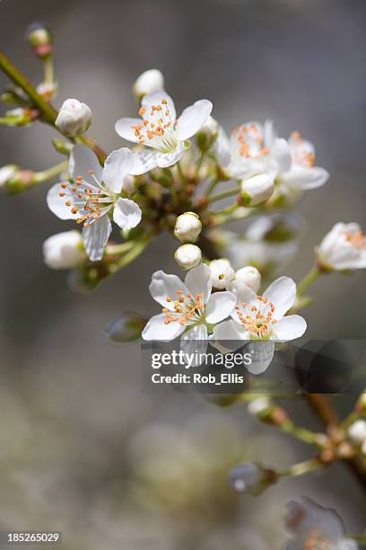 hawthorn blossom - hawthorn stock pictures, royalty-free photos & images