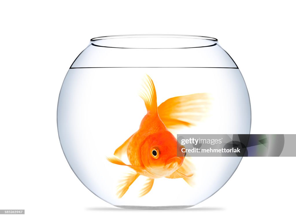 Capacidad de concentración de un pez de acuario