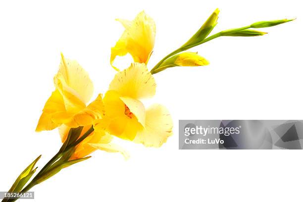gladiolo flor - gladiolus fotografías e imágenes de stock