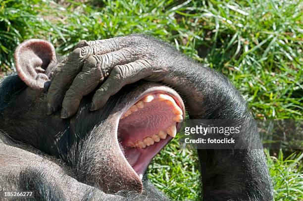 chimpanzee - chimpanzee teeth stockfoto's en -beelden