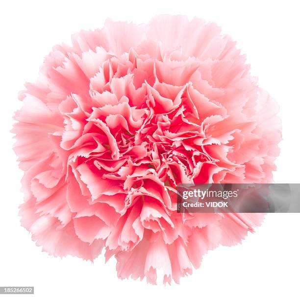 carnation - flower arrangement carnation stock pictures, royalty-free photos & images