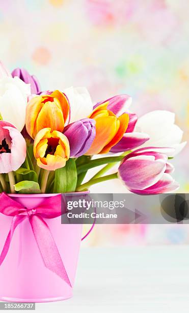 rosa tulpen in eimer für mit textfreiraum - tulips cat stock-fotos und bilder