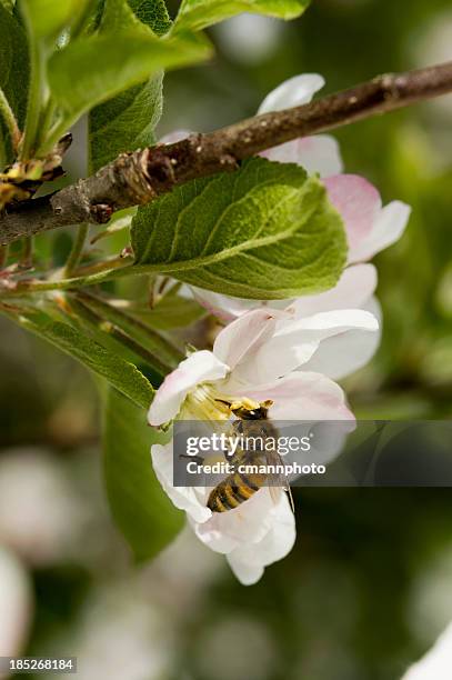 Apple Bee Insect Apple Bee Photos and Premium High Res Pictures - Getty Images