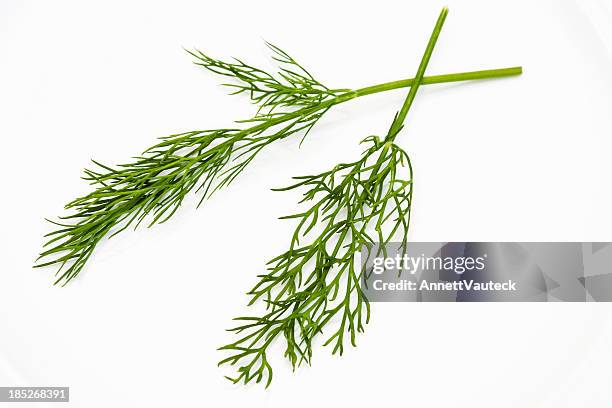 fresh dill - dill stock pictures, royalty-free photos & images