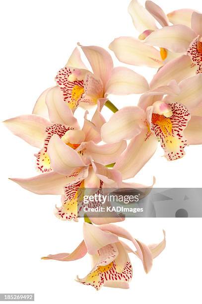cymbidium orchid - cymbidium stock pictures, royalty-free photos & images