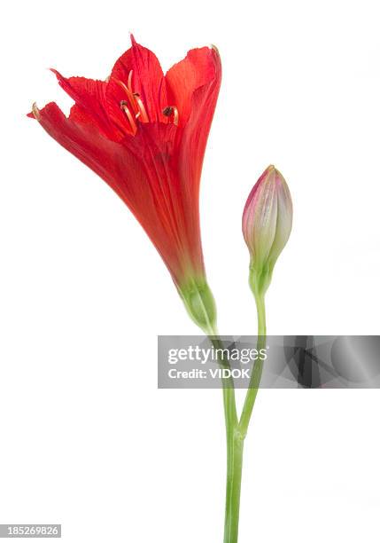 alstroemeria. - alstromeria stock pictures, royalty-free photos & images