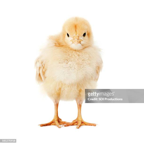baby chick looking forward - chicken on white stockfoto's en -beelden