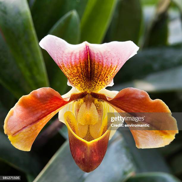lady's slipper orchid. - single flower stock pictures, royalty-free photos & images