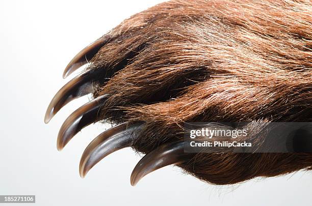 bear paw and claws - bear stock pictures, royalty-free photos & images