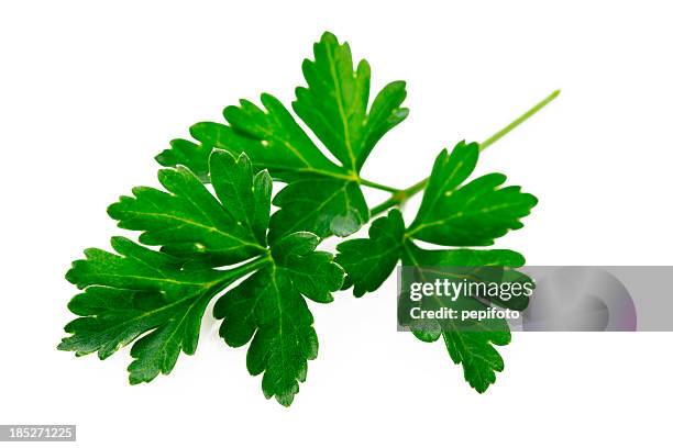parsley - persilja bildbanksfoton och bilder