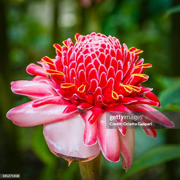 bastão-do-etlingera elatior, - bastão do imperador imagens e fotografias de stock