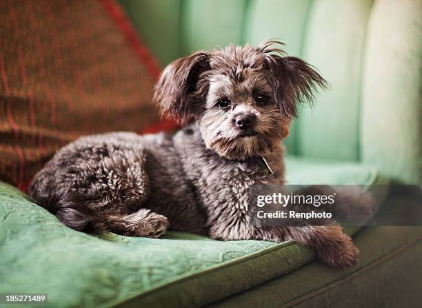 yorkiepoo puppy - yorkshireterriër stockfoto's en -beelden