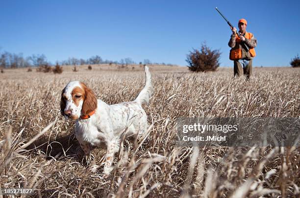 hunting dog - setter stock pictures, royalty-free photos & images