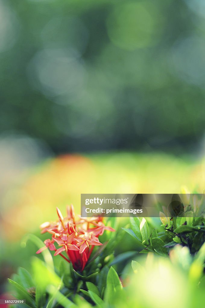 美しい春の花