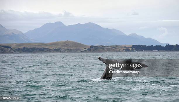 kaikoura whale - kaikoura stock pictures, royalty-free photos & images