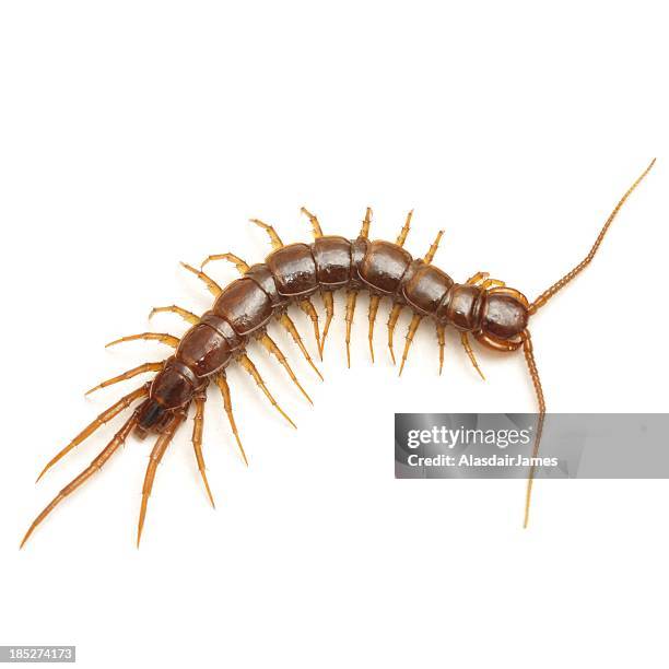 hundertfüßer - hundertfüßer stock-fotos und bilder