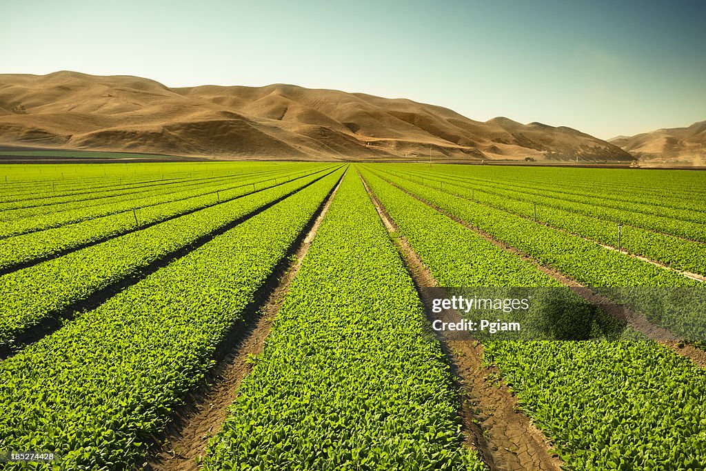 Crops grow on fertile farm land