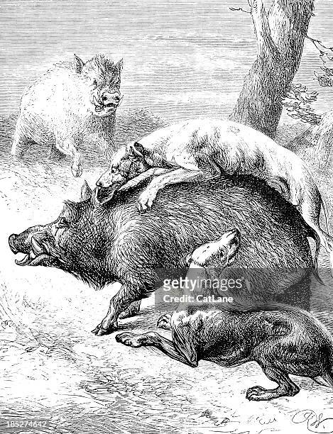dogs attacking wild boar - victorian illustration - dog line art stock illustrations