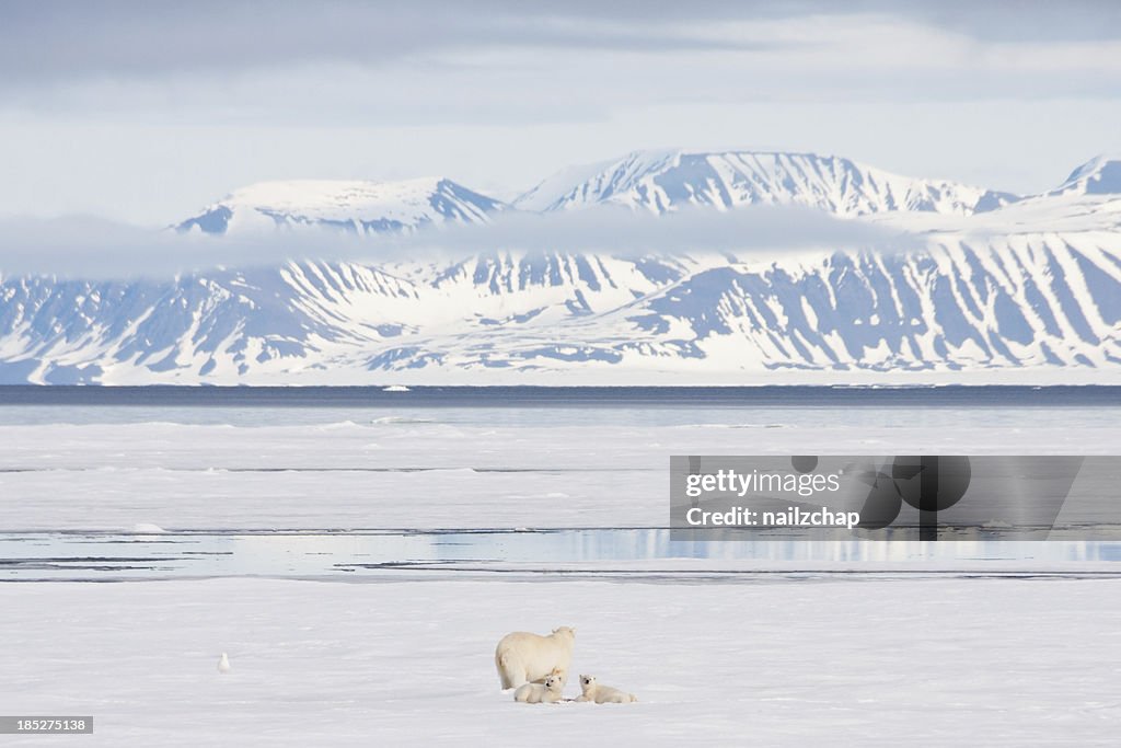 Polar Bear and Cubs on Arctic Sea Ice