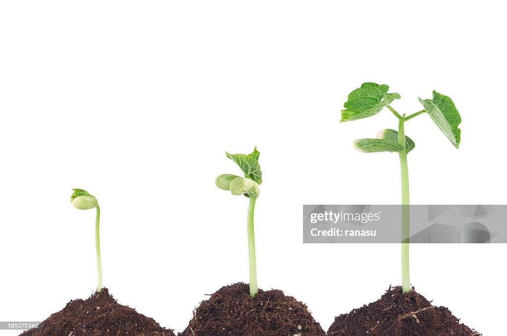 Bean sprouts