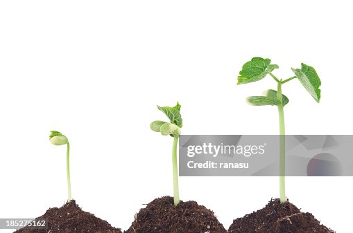 Bean sprouts Bean sprouts