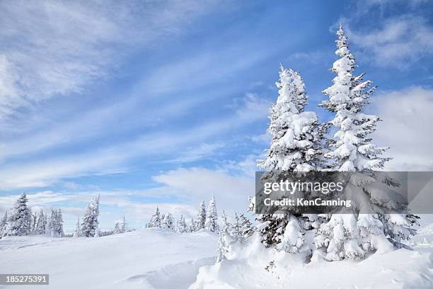 floresta de inverno - montana mountains imagens e fotografias de stock