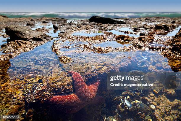 tide pool teeming with life - tide pool stock pictures, royalty-free photos & images