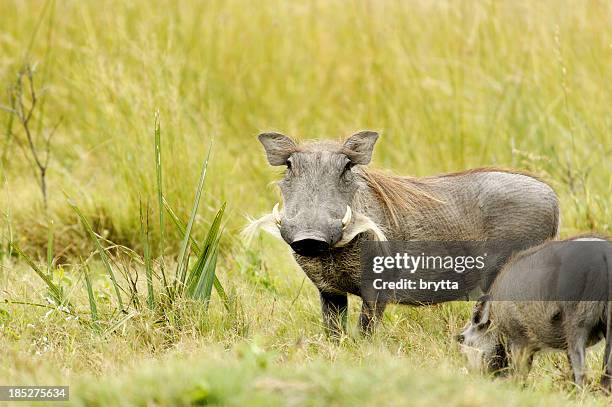 female warthog with youngster ( phacochoerus aethiopicus) ,okavango delta ,botswana - moremi game reserve stock pictures, royalty-free photos & images