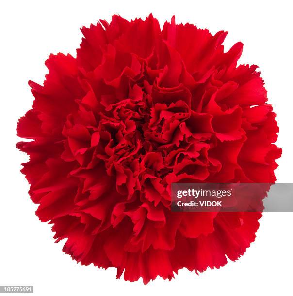 carnation. - tuinanjer stockfoto's en -beelden