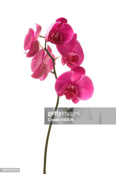 orchid - flower isolated stock pictures, royalty-free photos & images