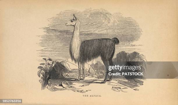 alpaca engraving - alpaka stock-fotos und bilder