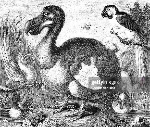 an illustration of a dodo bird in black and white - dodo stock illustrations